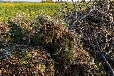 Brush Debris Removal