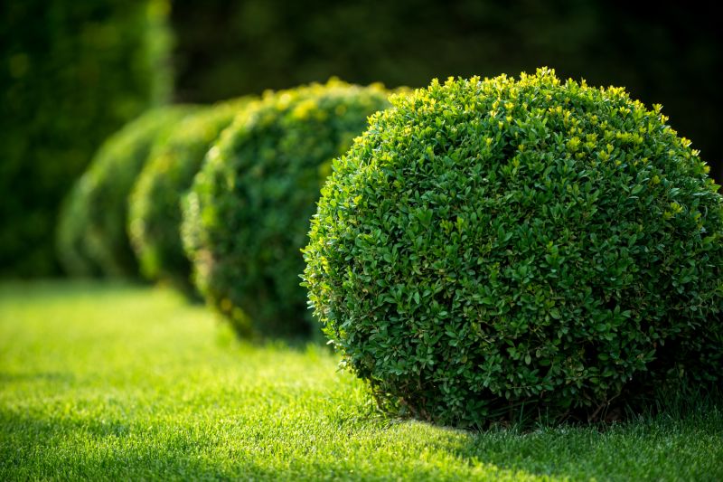 Dryscape Landscaping in Ventura County, CA