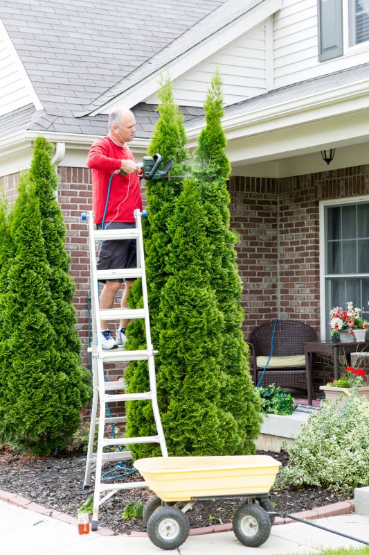 Evergreen Hedge Trimming in Honolulu, HI