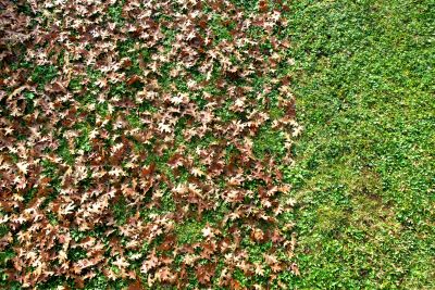 Leaf Removal in Honolulu, HI