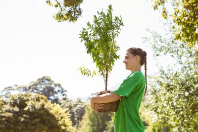 Orchard Planting in Honolulu, HI