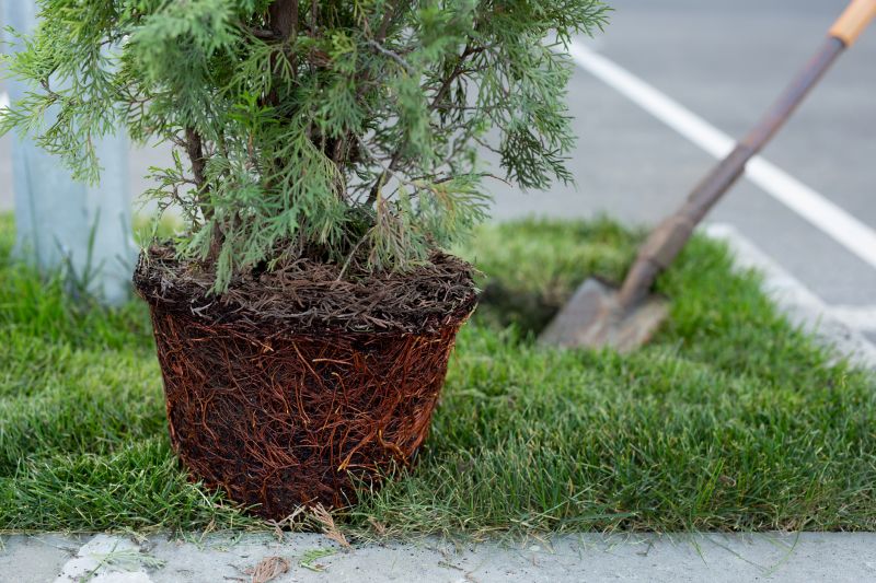 Ornamental Tree Planting in Honolulu, HI