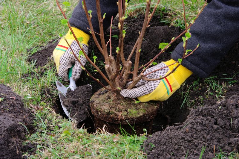 Privacy Shrub Planting in Honolulu, HI