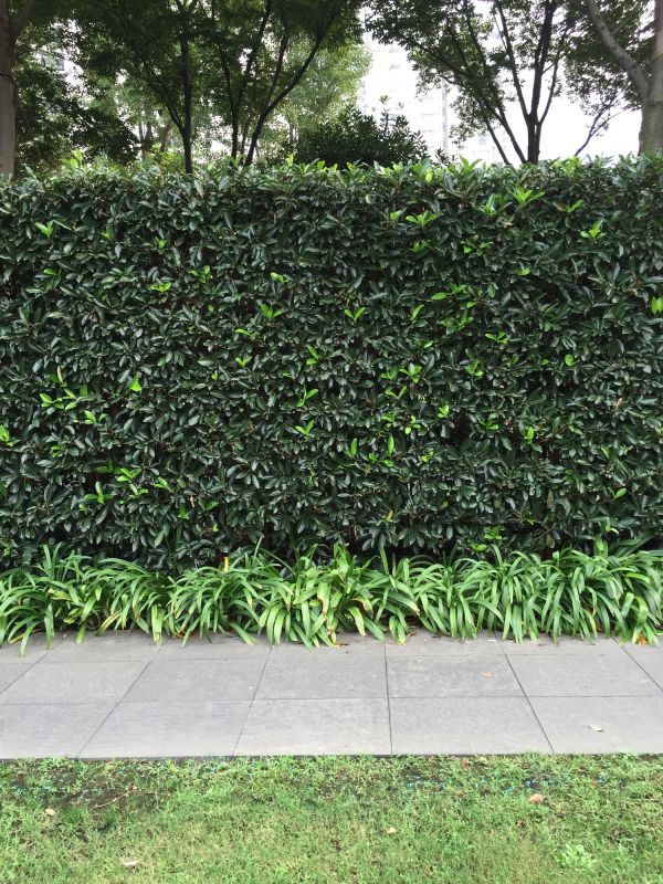 Shrub Landscaping in Honolulu, HI
