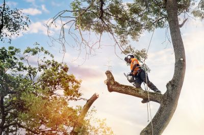 Tree Cabling Service in Reno, NV