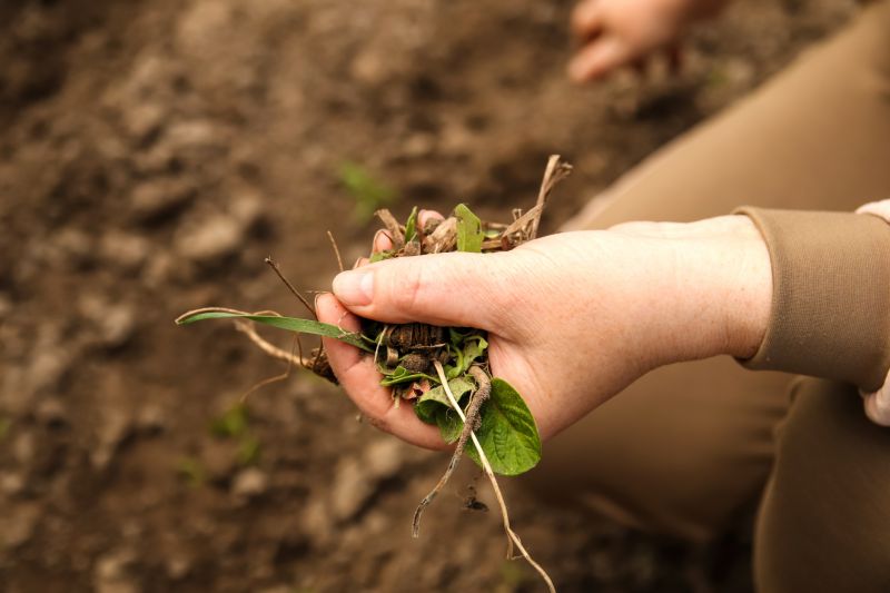 Weeding Service in Aiken, SC