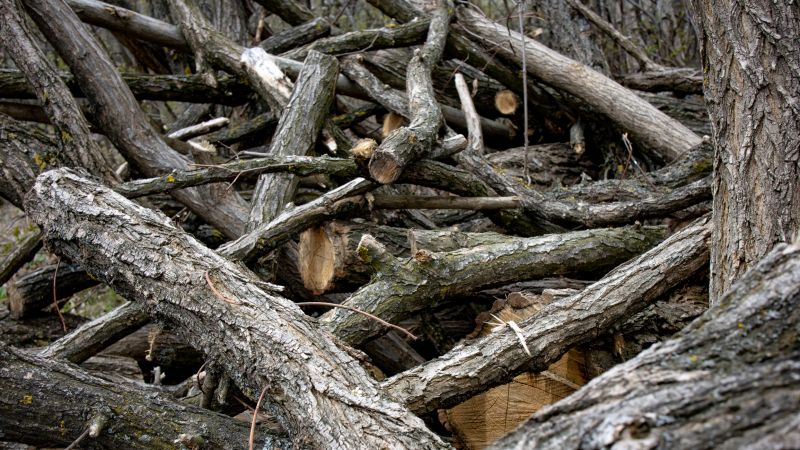 Wood Pile Removal in Ventura County, CA