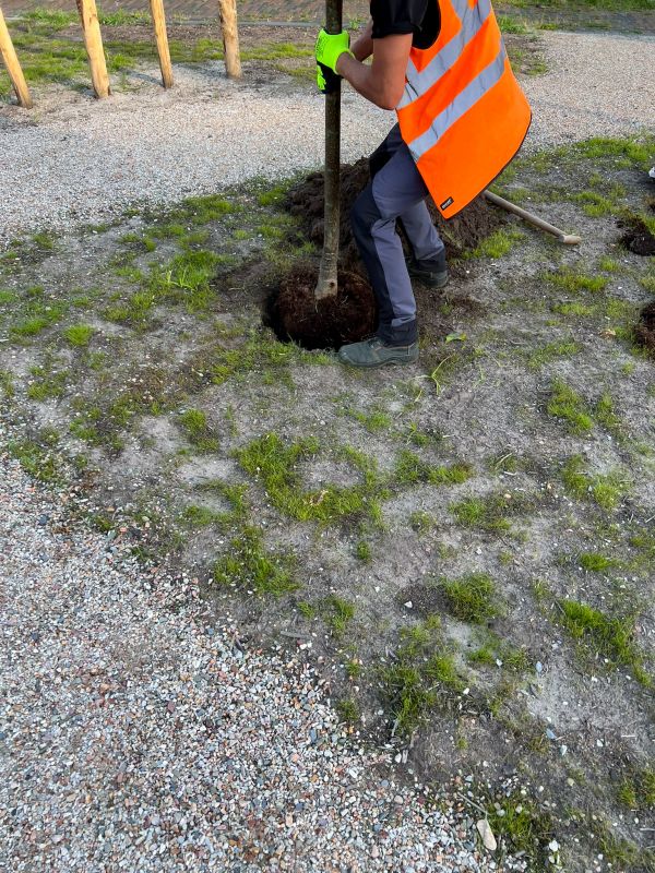 Pear Tree Planting in Honolulu, HI